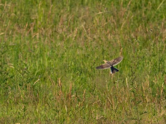 Vögel 0207025